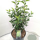 Prunus l. 'Angustifolia' 40-50 cm 7,5L