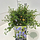 Ceanothus thyrsiflorus repens 30-35 cm 10L