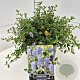 Ceanothus thyrsiflorus repens 30-35 cm 10L