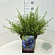 Ceanothus thyr. 'Skylark' 30-40 cm 10L