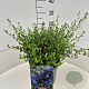 Ceanothus thyr. 'Skylark' 30-40 cm 10L