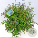 Ceratostigma willmottianum 35-40 cm 10L