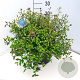 Ceratostigma willmottianum 35-40 cm 10L