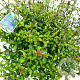Ceratostigma willmottianum 35-40 cm 10L