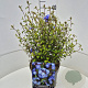 Ceratostigma willmottianum 35-40 cm 10L