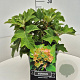 Hydrangea querc. 'Munchkin' 30-40 cm 10L