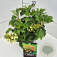 Hydrangea querc. 'Munchkin' 30-40 cm 10L