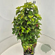 Leycesteria formosa 'Purple Rain' 50-60 cm 20L