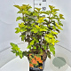 Physocarpus opulifolius 'Amber Queen' 50-60 cm 20L