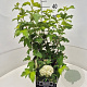 Viburnum opulus 'Roseum' 40-50 cm 10L