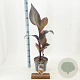 Canna indica 100 cm 5,0L