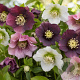 Helleborus Pretty Ellen Mix GM P9