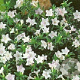 Lithodora d. 'Alba' GM P9