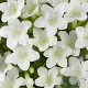 Lithodora d. 'Alba' GM P9