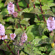 Mentha 'Blackcurrant' GM P9