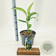 Musa basjoo 60-80 cm 5,0L