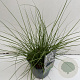 Pennisetum advena 25-30 cm 2,0L vierkant