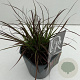 Pennisetum advena 'Rubrum Dwarf' 25-30 cm 2,0L vierkant