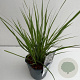 Pennisetum massaicum 25-30 cm 2,0L vierkant