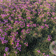 Vernonia 'Summer's Swan Song' GM P9
