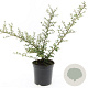 Cotoneaster suec. 'Coral Beauty' GM C1.3