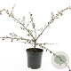Cotoneaster suec. 'Coral Beauty' GM C1.3