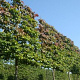 Parrotia persica 14-16 cm draadkluit 210 cm stam scherm