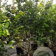 Parrotia persica 150-175 cm cont. 70L meerstammig