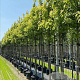 Acer s. 'Pyramidale' 14-16 HO container