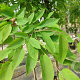 Amelanchier arborea 'Robin Hill' 12-14 HO container