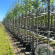 Carpinus bet. 'Fastigiata' 10-12 HO container