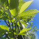 Carpinus bet. 'Fastigiata' 10-12 HO container