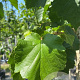 Corylus colurna 12-14 HO container