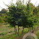 Parrotia persica 200-225 cm draadkluit meerstammig