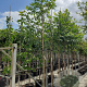 Juglans regia 12-14 HO container