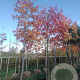 Liquidambar styraciflua 20-25 HO draadkluit 3 X verplant