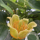 Liriodendron tulipifera 10-12 HO container