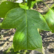 Liriodendron tulipifera 10-12 HO container