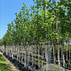 Liriodendron tulipifera 14-16 HO container