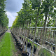 Liriodendron tulipifera 14-16 HO container