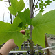 Liriodendron tulipifera 14-16 HO container
