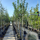 Malus 'Red Sentinel' 8-10 HO container