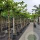 Morus alba 'Fruitless' 10-12 HO container dakvorm