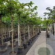 Morus alba 'Fruitless' 10-12 HO container dakvorm