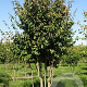 Parrotia persica 500-600 cm draadkluit meerstammig