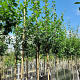 Prunus d. 'Victoria' 8-10 HO container
