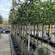 Prunus l. 'Caucasica' 8-10 HO container