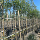 Sorbus 'Dodong' 12-14 HO container