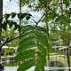 Sorbus 'Dodong' 12-14 HO container
