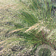 Achnatherum calamagrostis 'Algäu' GM P9